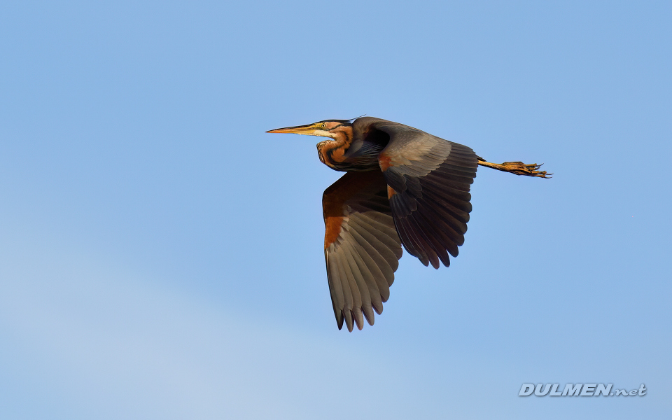 01 Purple heron (Ardea purpurea)